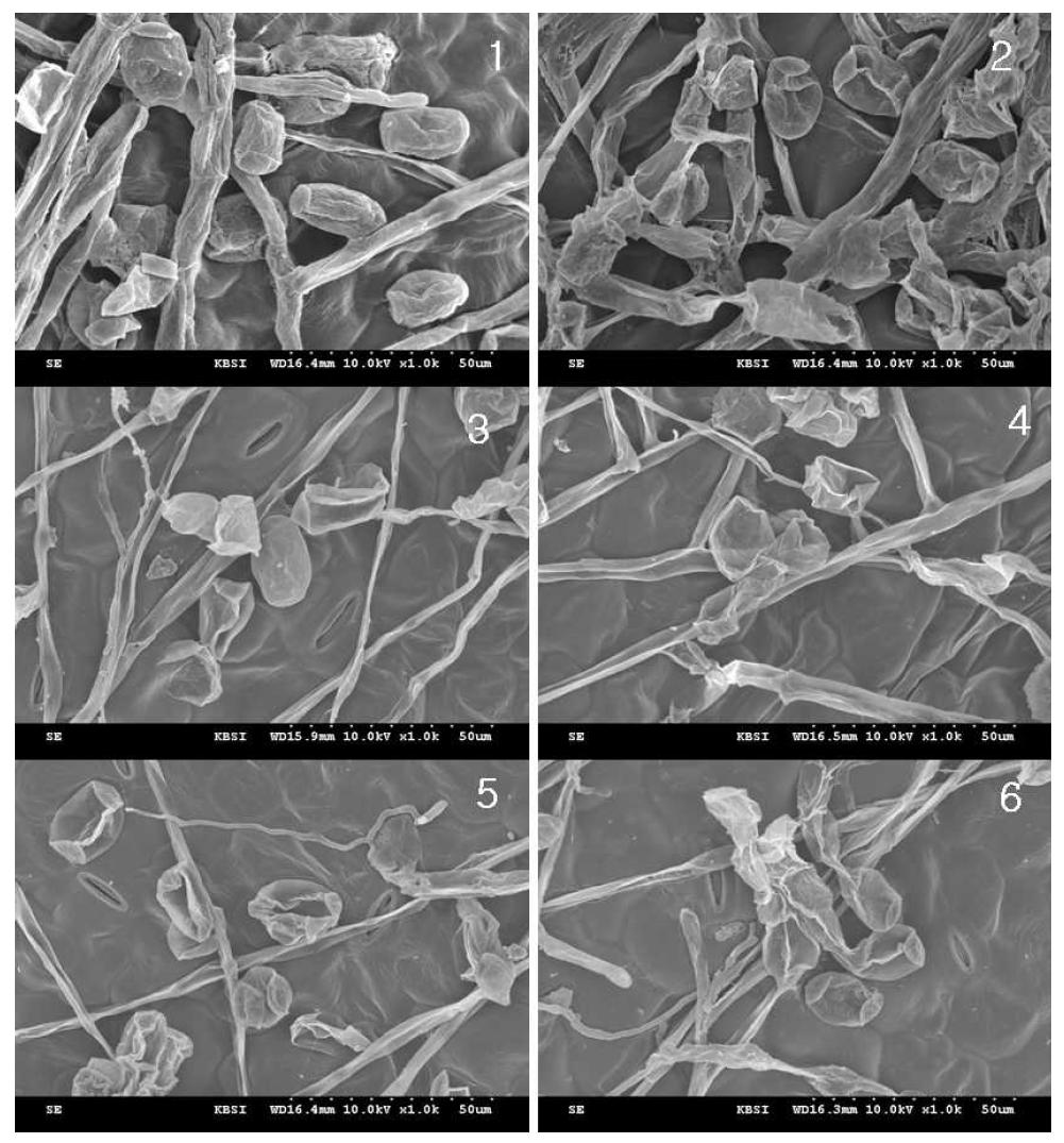 SEM images of spores and mycelia of powdery mildews treated with 30,000Da kitosan-coated Difenoconazole at x1,500 dilution.