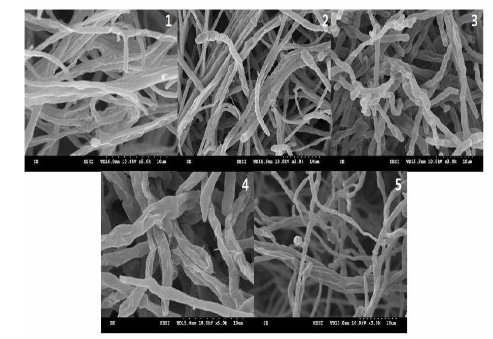 SEM image of Colletotrichum gloeosporioides mycelia trreated with 3,000Da kitosan-coated Tebuconazole at x1,000 dilution