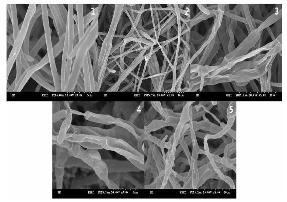 SEM image of Colletotrichum gloeosporioides mycelia trreated with 30,000Da kitosan-coated Tebuconazole at x1,000 dilution
