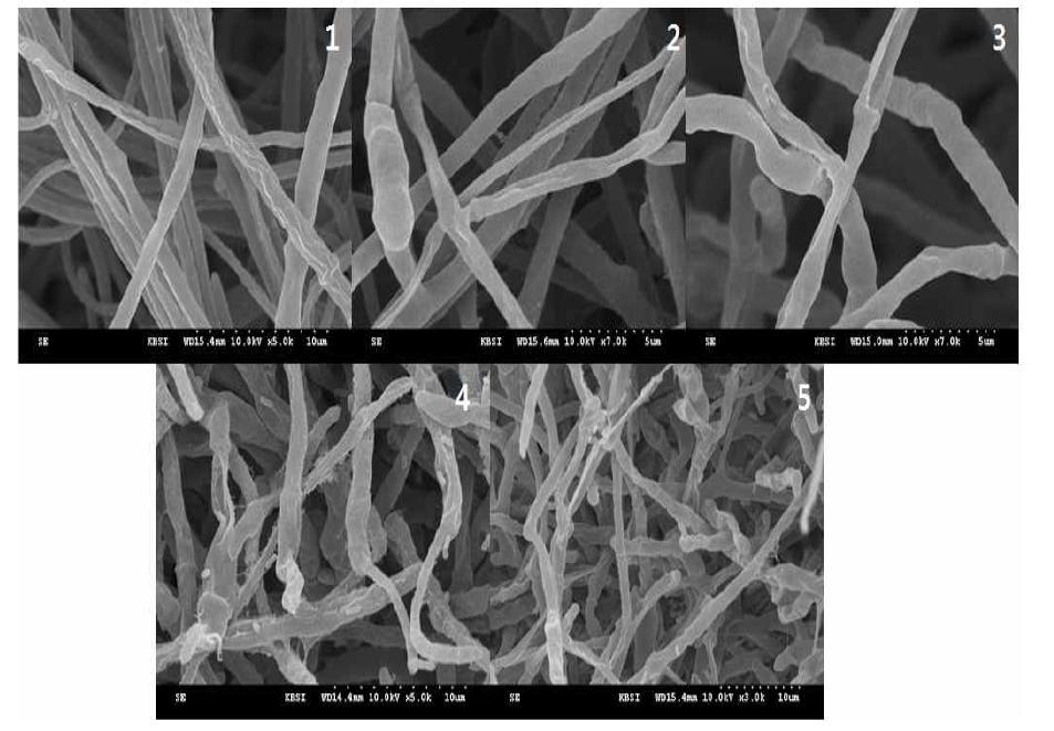 SEM image of Colletotrichum gloeosporioides mycelia trreated with 30,000Da kitosan-coated Tebuconazole at x1,500 dilution