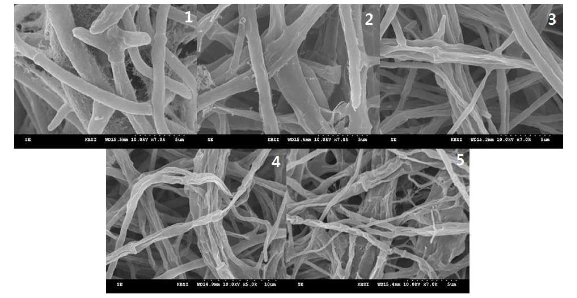 SEM image of Colletotrichum gloeosporioides mycelia treated with 30ppm nano-silver liquid.
