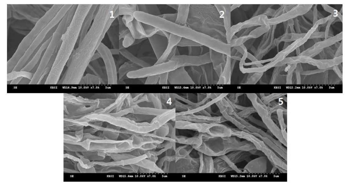 SEM image of Colletotrichum gloeosporioides mycelia treated with 100ppm nano-silver liquid