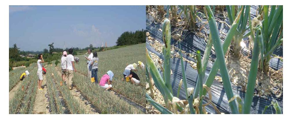 Photograph shows that researches counted the larva of beet armyworms at each plot on welsh onion field