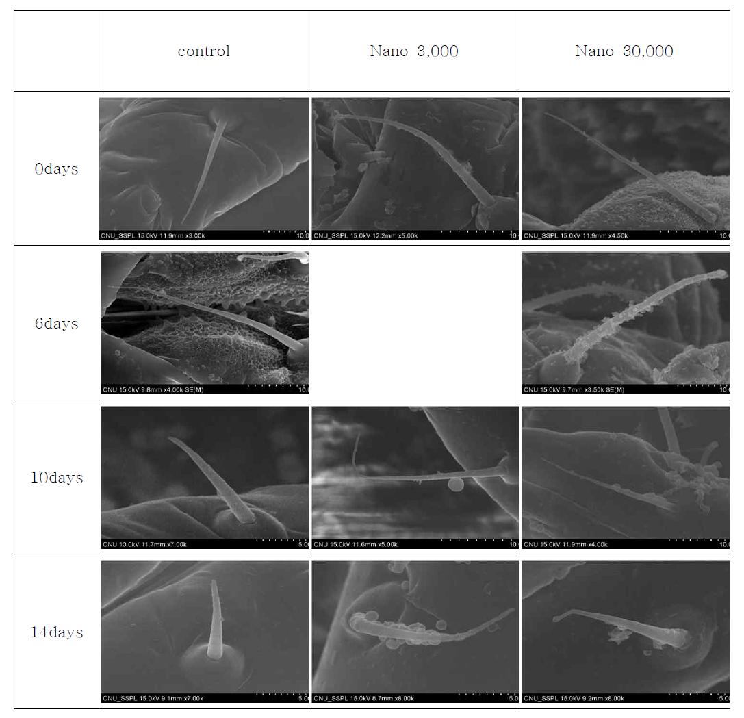 SEM photographs of mouthpart of the greenpeach aphid treated different nano types α-cypermethrin at 0 day, 6 day, 10 day, and 14 days after treatment
