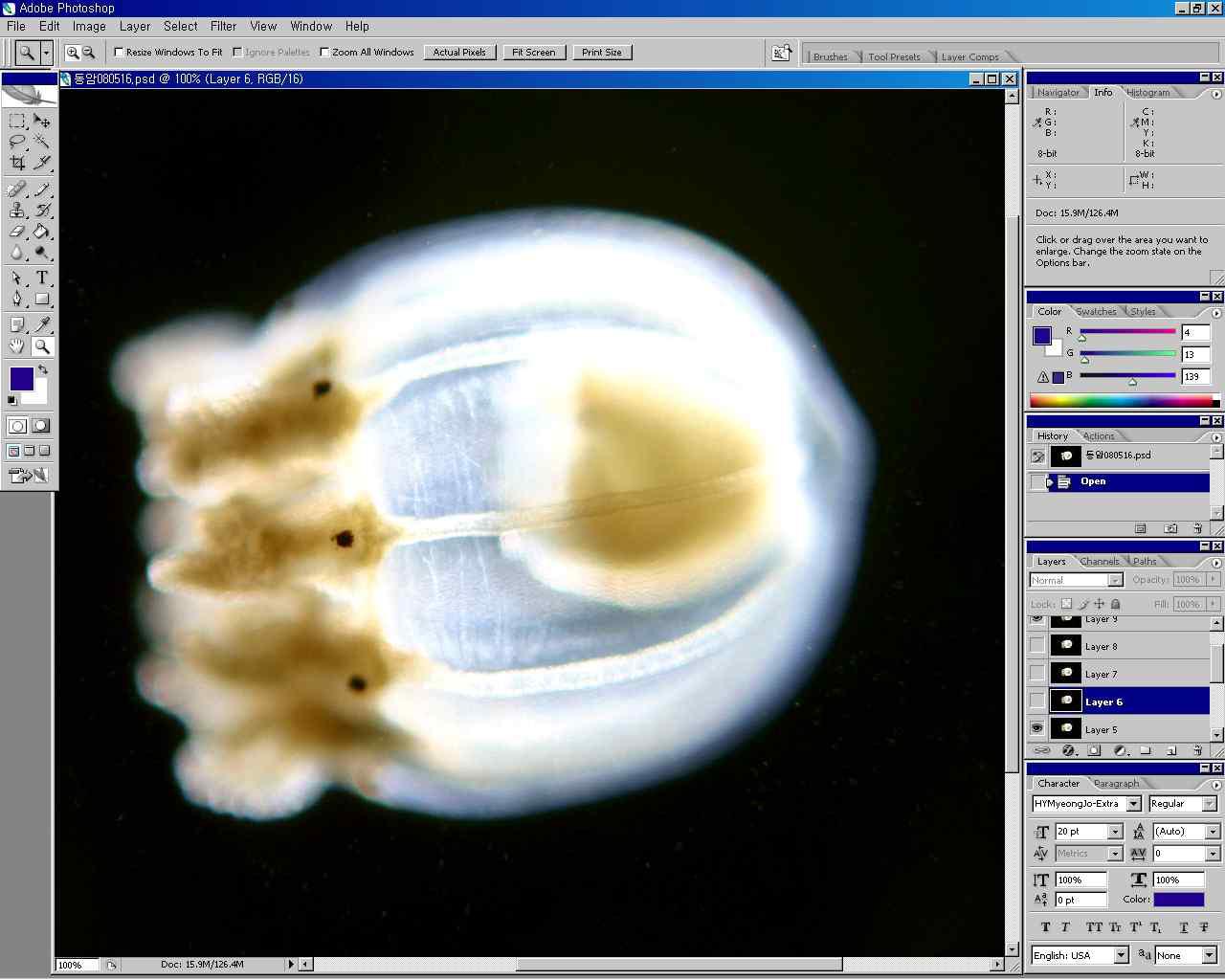 해파리 사진 및 그림 처리를 위한 Photoshop 작업