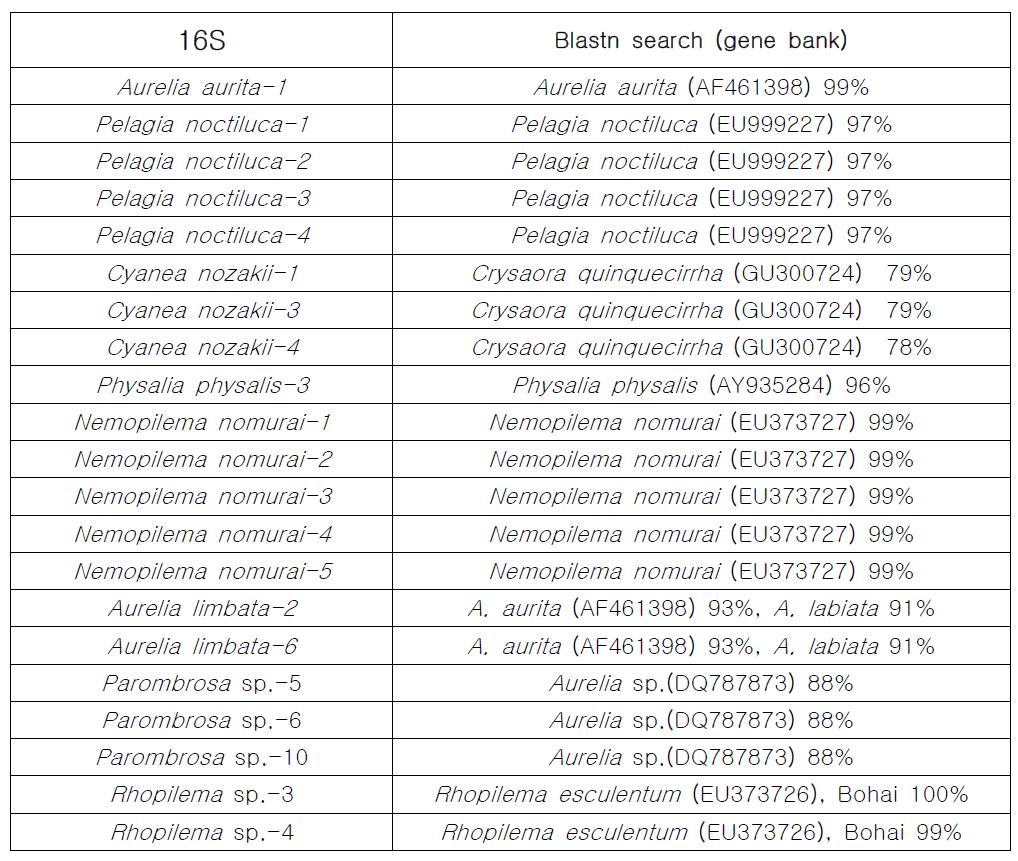 해파리 종별 16S mtDNA와 유전자은행(NCBI)의 유전자 염기서열 유사성