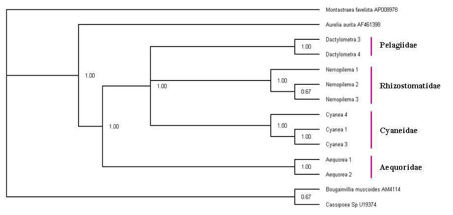 16S rDNA를 이용한 해파리 계통 분류