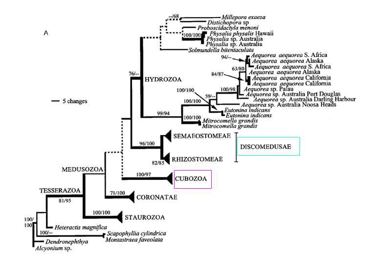 해파리 28S 유전자를 분석한 계통수 (Dawson, 2004)