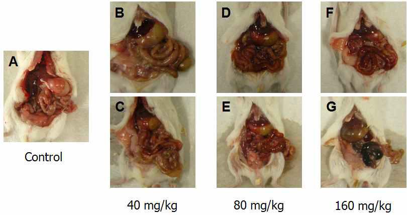 Pathological changes of abdominal organs of mice injected (IP) with indicated dosages of N. nomurai jellyfish venom.