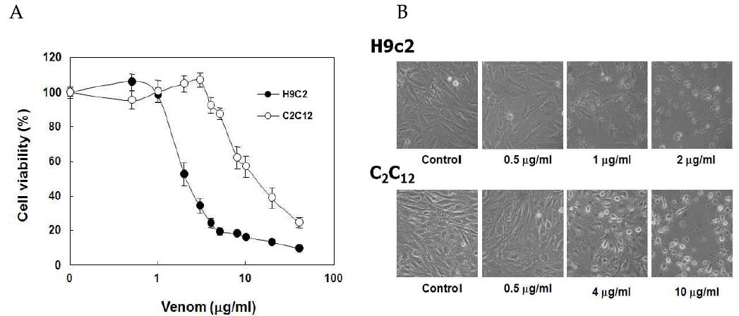 Comparison of cytotoxic effects of N. nomurai jellyfish venom on H9C2 cardiac myoblast and C2C12 skeletal myoblast. A, Cell viability were determined 24 hr after the treatment of jellyfish venom, B, Cell morphological changes were examined 24 hr after the treatment.