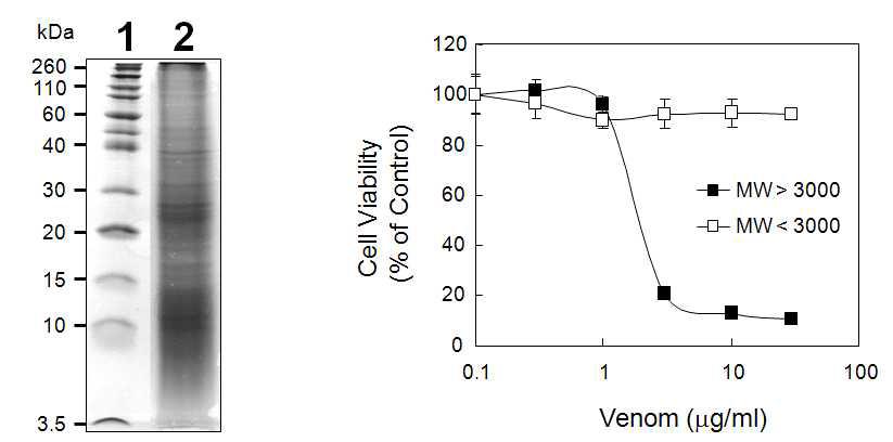 SGS-PAGE gel electrophoresis of N. nomurai jellyfish venom and the cytotoxicities of molecular weight cutoff (MW 3,000) venom samples.