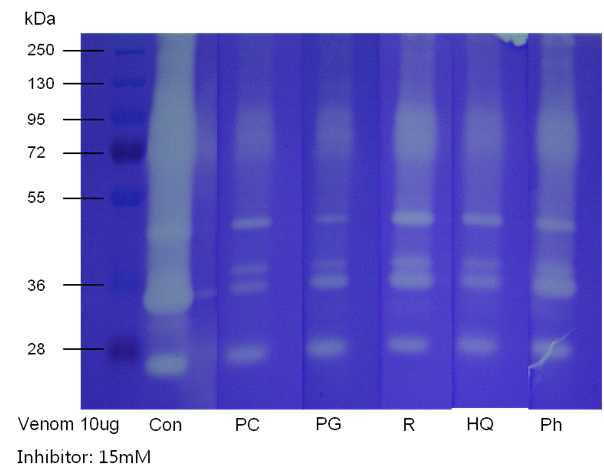 gelatin zymography로 확인한 폴리페놀의 노무라입깃해파리 독소 저해 효과