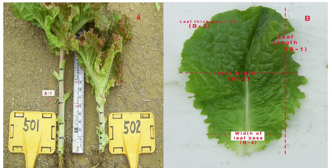 Characteristics of lettuce measured in this experiment. A-1: Internode length, B-1: Leaf length, B-2: Leaf width, B-3: Leaf thickness, B-4: Width of leaf base.