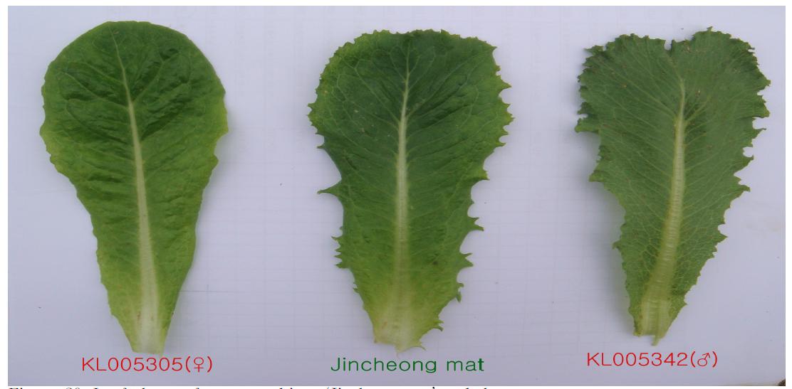 Leaf shape of a new cultivar ‘Jincheongmat’ and the parents.