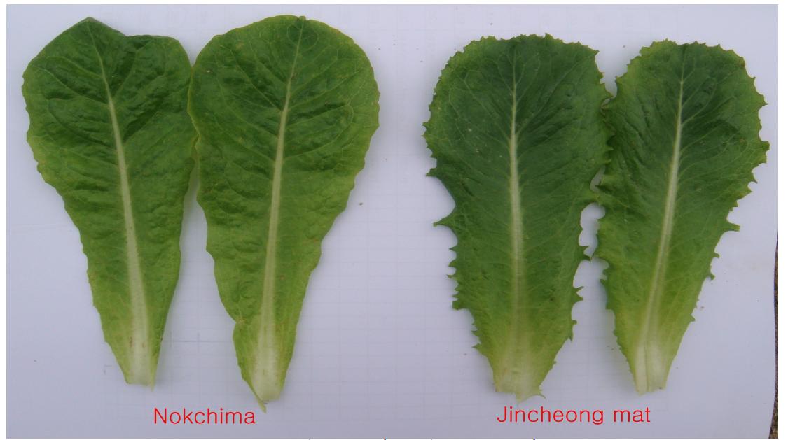 Difference in leaf shape of ‘Nokchima’ and ‘Jincheongmat’.