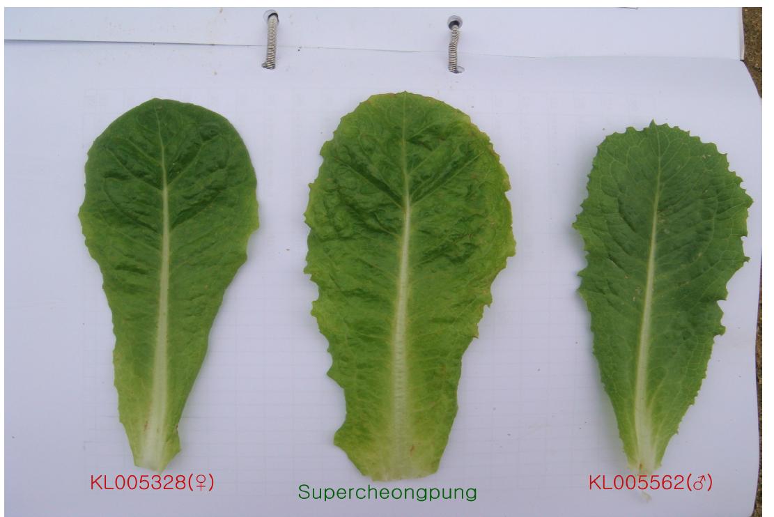 Leaf shape of a new cultivar ‘Super Cheongpung’ and the parents.