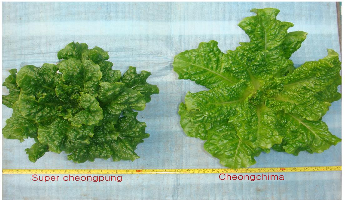 Difference in plant shape of ‘Supercheongpung’ and ‘Cheongchima’.