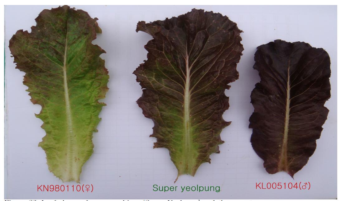 Leaf shape of a new cultivar ‘Super Yeolpung’ and the parents.
