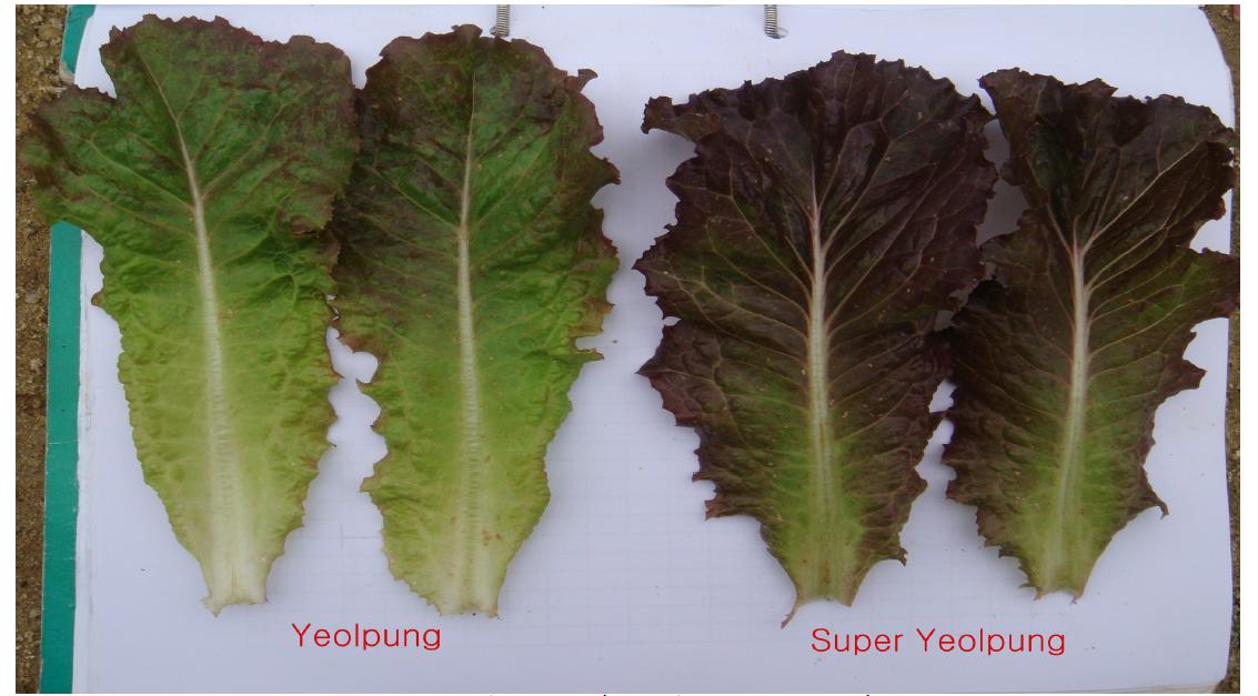 Difference in leaf shape of ‘Yeolpung’ and ‘Super yeolpung’.