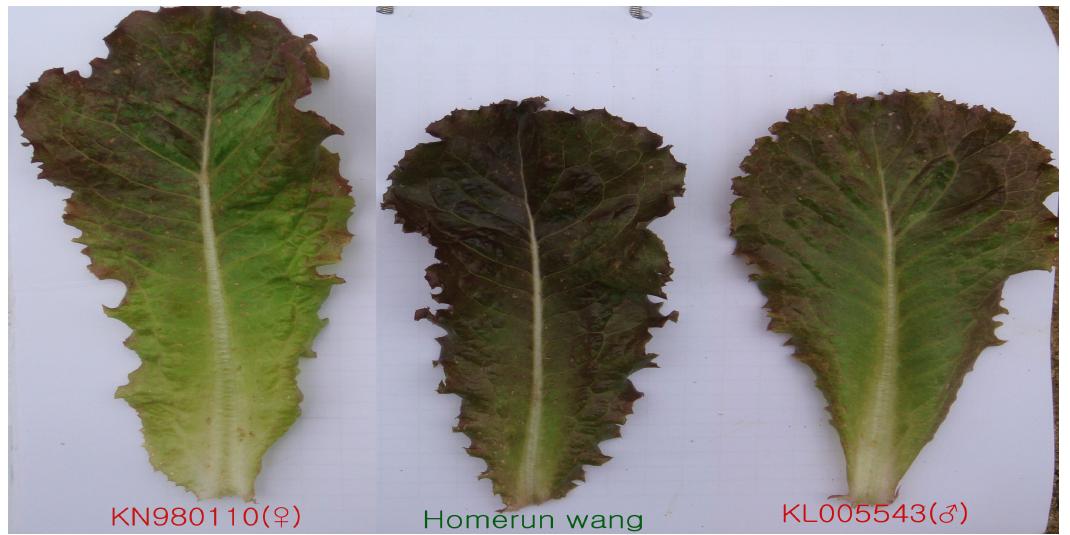 Leaf shape of a new cultivar ‘Homerun wang’ and the parents.
