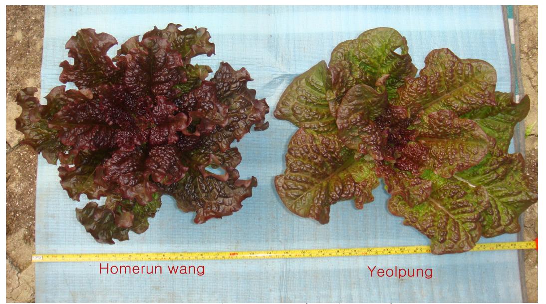 Difference in leaf shape of ‘Homerun wang’ and ‘Yeolpung’.