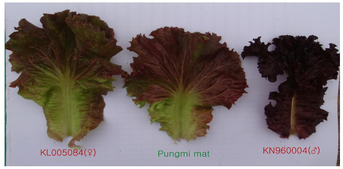 Leaf shape of a new cultivar ‘Pungmi mat wang’ and the parents.
