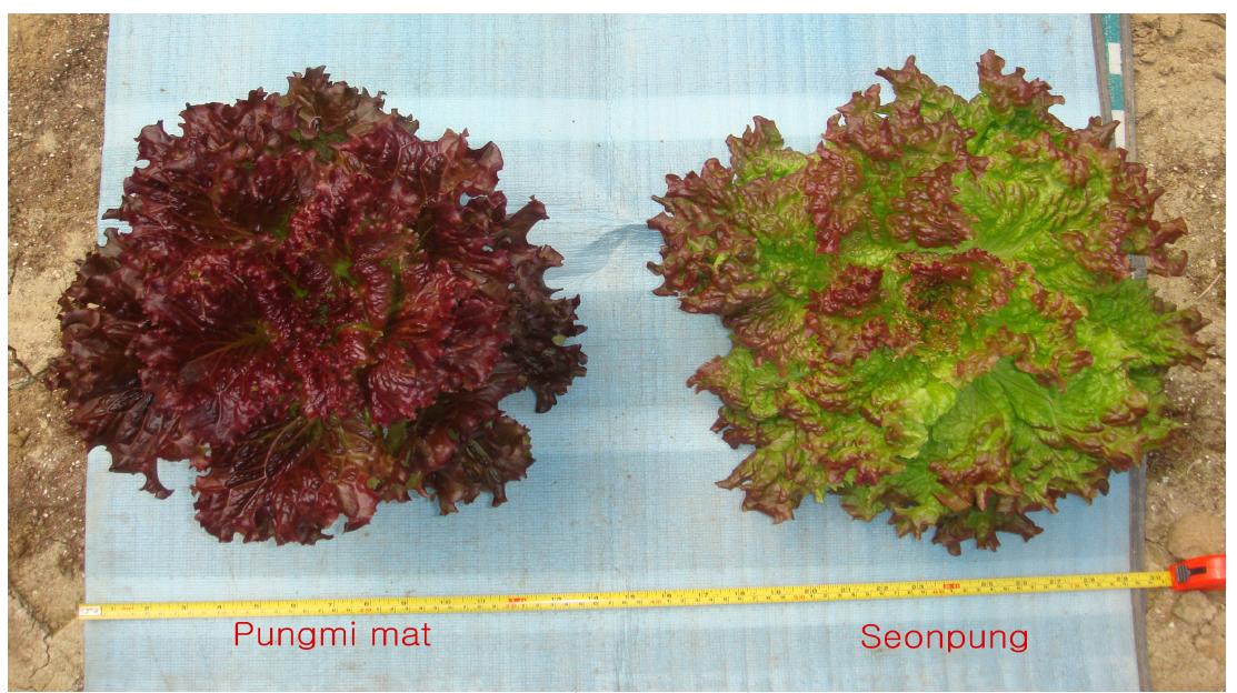 Difference in leaf shape of ‘Pungmi mat’ and ‘Seonpung’.