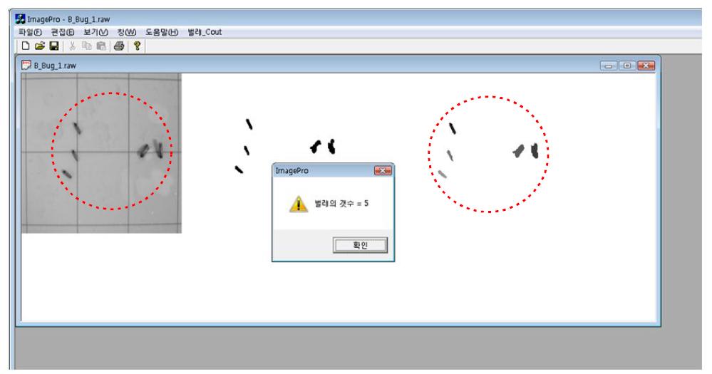 패턴 인식 기법을 이용한 해충 카운트 결과 화면