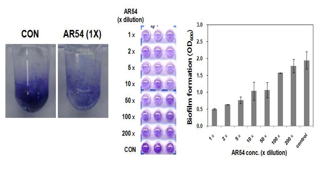 Biofilm formationofPseudomonasmarginalisanditsinhibitionbyAR54