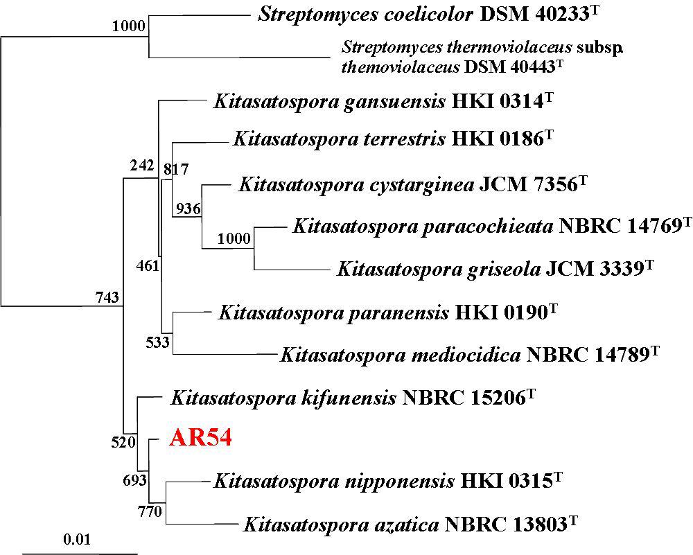 Phylogenetictreebasedon16SrRNAsequencesshowingthepositionofstrainAR54