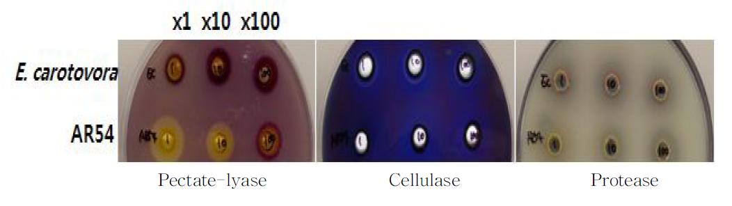 Enzyme(PCWDEs)activityofE.carotovoraandAR54