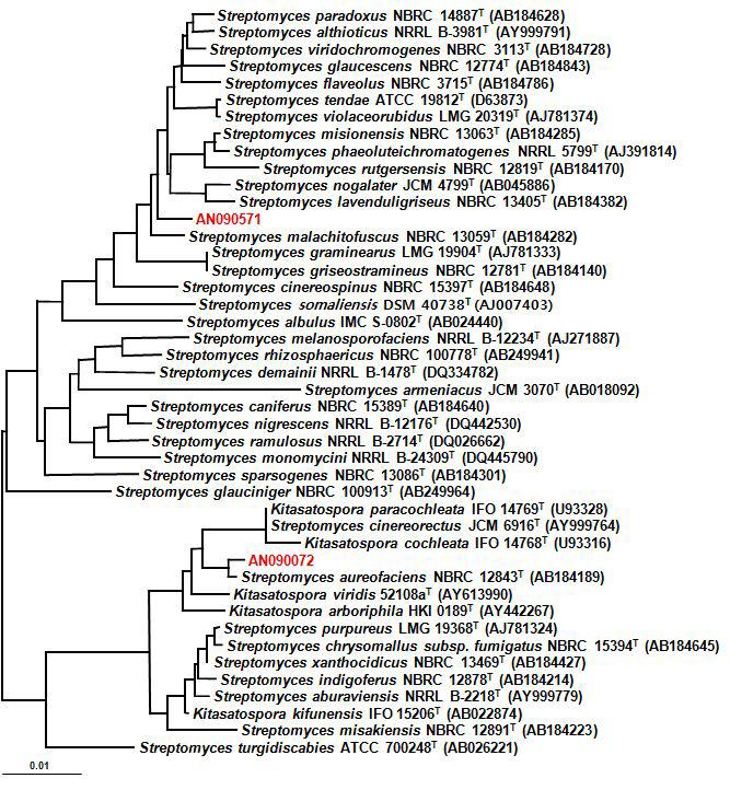 Neighbor-joining treeshowing thephylogeneticrelationshipsbasedon16SrRNA genesequencesofselectedstrainsAN090072,AN090571andotherrelatedtaxa.