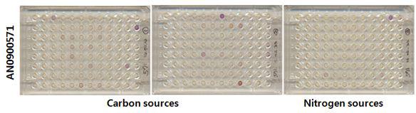 Analysisofutilizationofcarbonandnitrogensourcesbyphenotypemicroarray