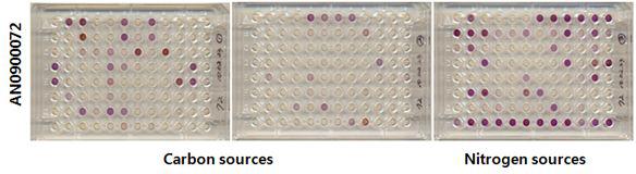 Analysisofutilizationofcarbonandnitrogensourcesbyphenotypemicroarray