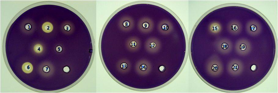 SelectionofoptimalcarbonsourcefortheproductionofQSIfrom AN090072