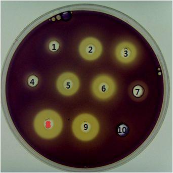 SelectionofoptimalcarbonsourceandnitrogensourceratiofortheproductionofQSIfrom AN090072