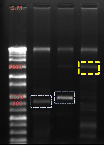 ThePCRamplificationofAHLacylasefrom AN090072