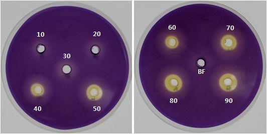 CV026assayofammonium sulfateprecipitatedAHLacylase