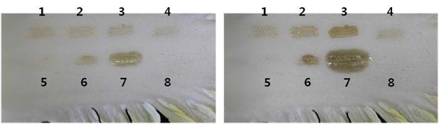 chinesecabbageinoculationwithErwiniacarotovoraandquorum sensinginhibitionactivityofAN090072toobservemaceration