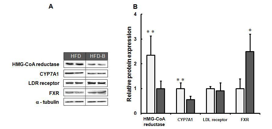 C57BL/6마우스의 보리 베타글루칸 섭취가 HMG-CoA reductase,CYP7A1,LDL receptor,FXR 단백질 발현에 미치는 영향