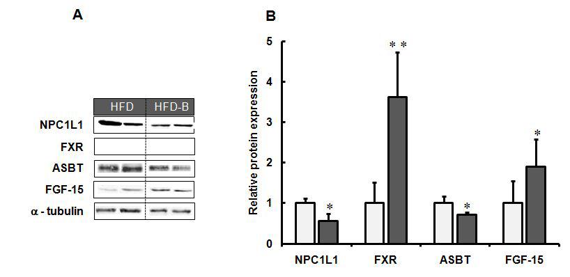 C57BL/6마우스의 보리 베타글루칸 섭취가 HMG-CoA reductase,CYP7A1,LDL receptor,FXR 단백질 발현에 미치는 영향.