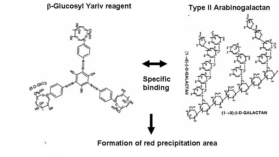 Scheme of the reactivity between arabinogalactan and β-glucosyl Yariv reagent.