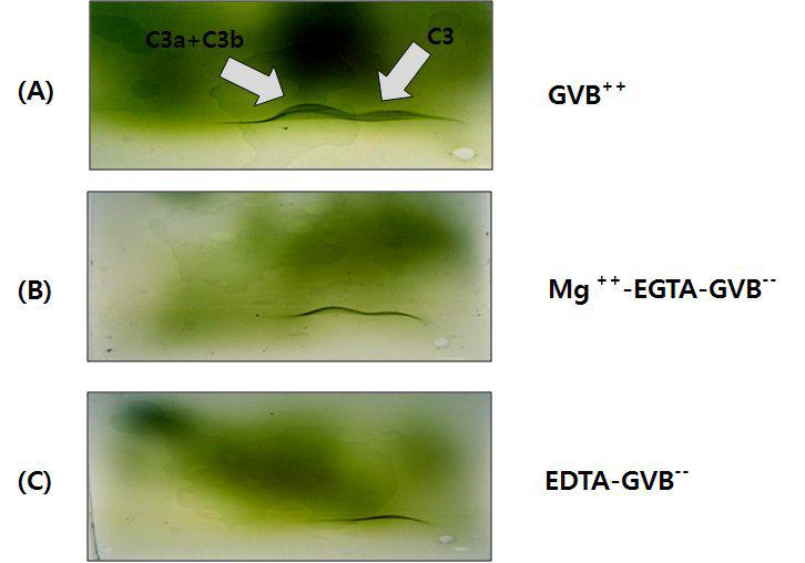 Cross-immunoelectrophoretic patterns of C3 converted by Taro-4-I in the presence of Ca++ ion.