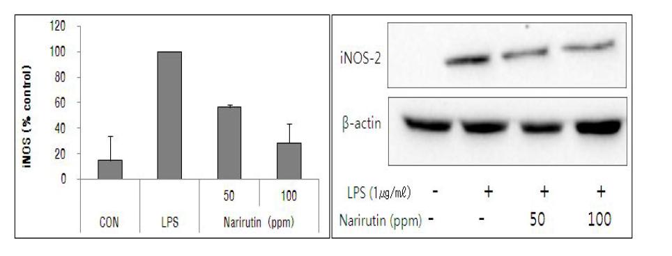 대식세포에 narirutin첨가가 iNOS 단백질 발현에 미치는 영향