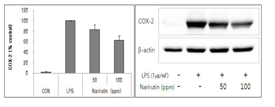 대식세포에 narirutin첨가가 COX-2단백질 발현에 미치는 영향