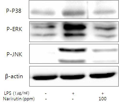 Narirutin추출물의 MAPKs의 활성 저해 효과