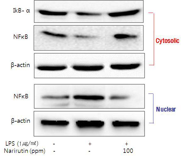 Narirutin추출물의 NF-қB의 활성 저해 효과