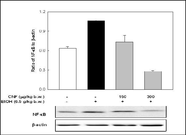 Narirutin첨가가 mouseliver의 NF-κB 단백질 발현에 미치는 영향