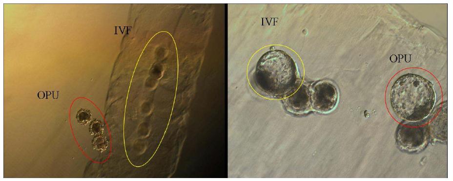 OPU 유래 체내난자와 도축장유래 난자의 구별 및 공배양.