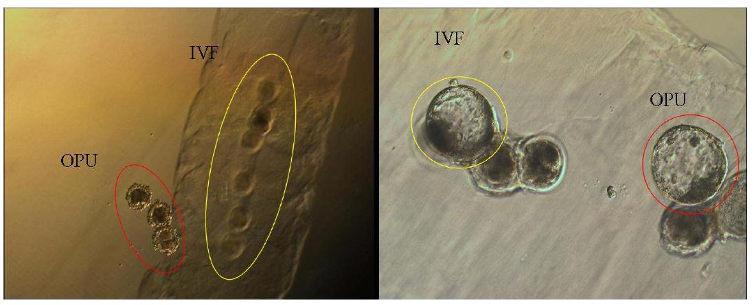 Agar chip을 이용한 OPU 유래 체내난자와 도축장유래 난자의 구별 및 공배양